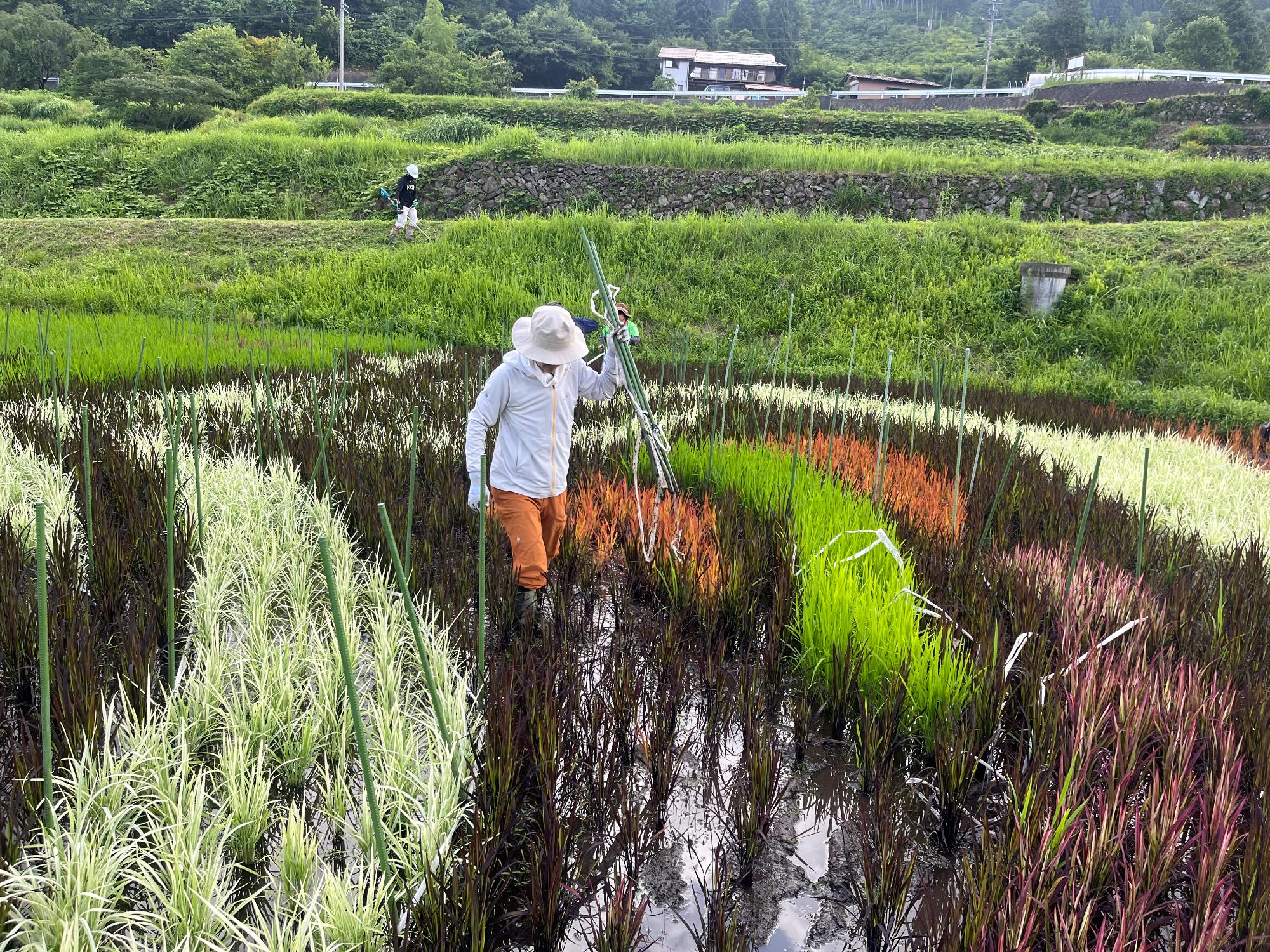 六ノ里除草