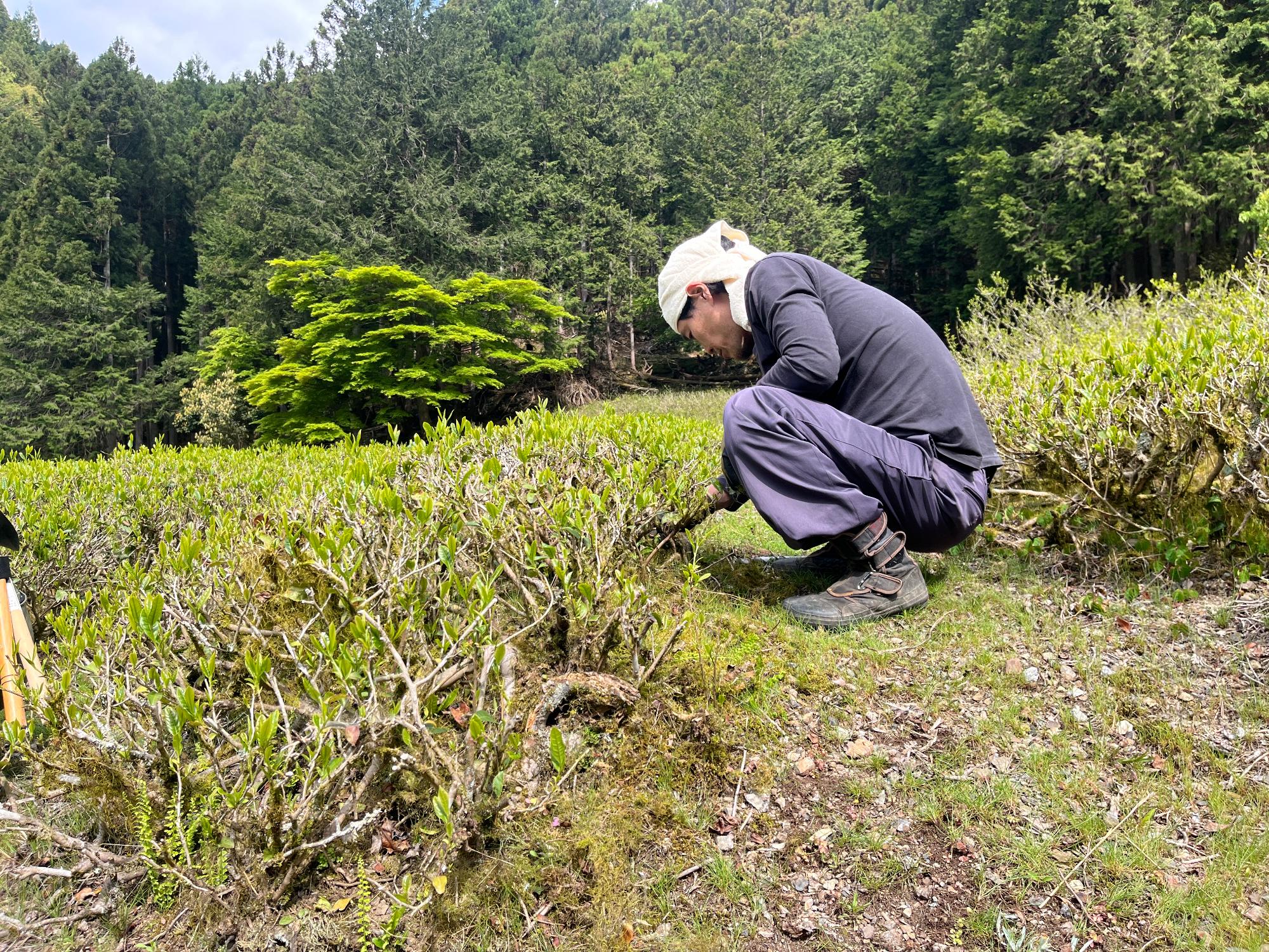 北山茶