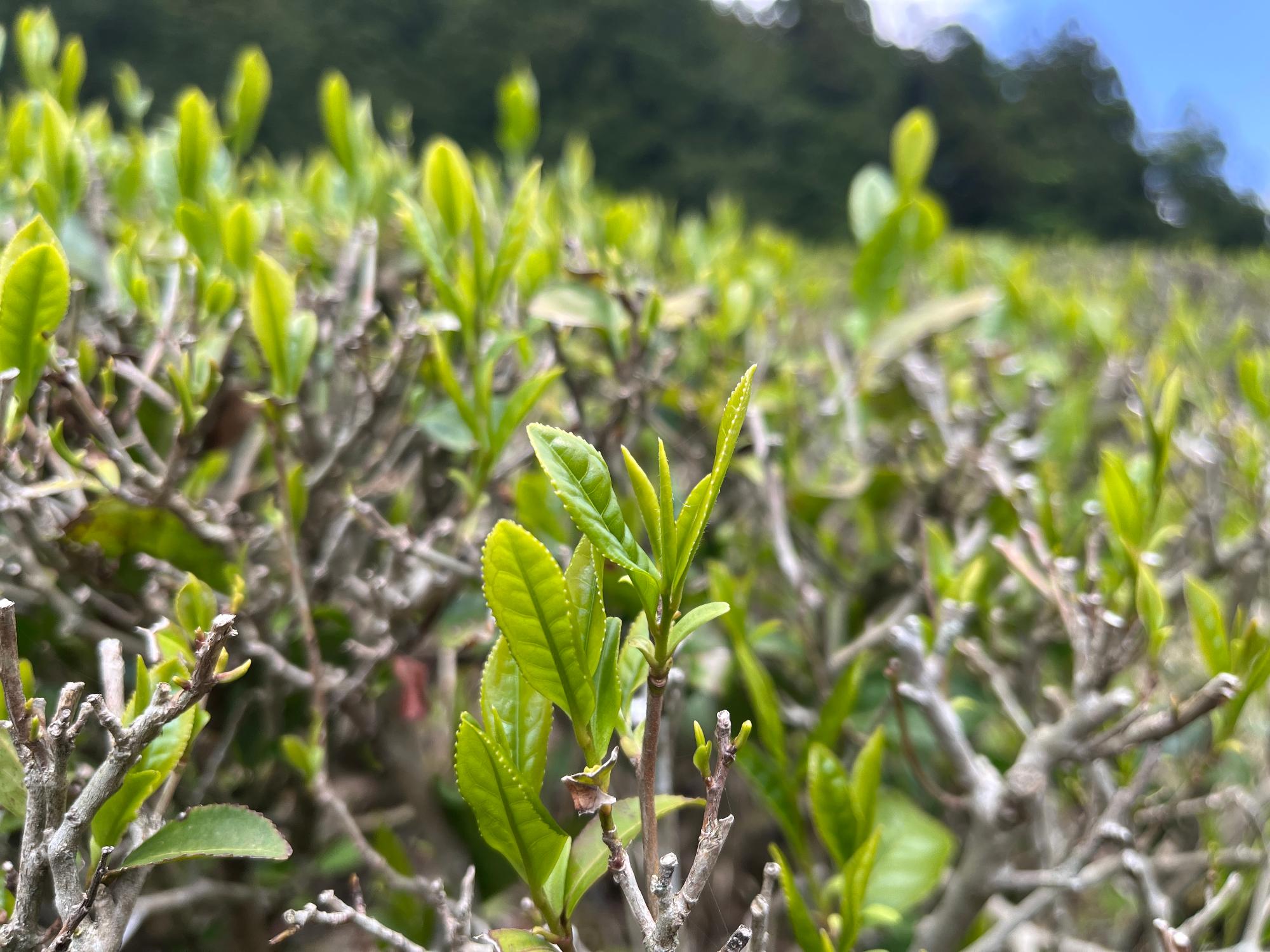 北山茶