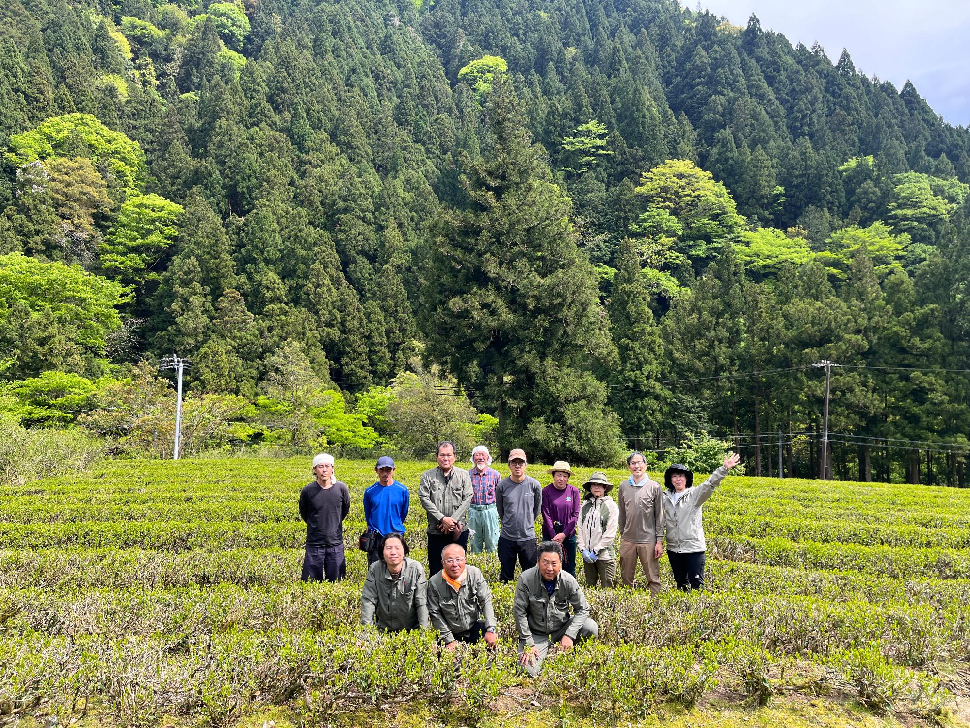 北山茶