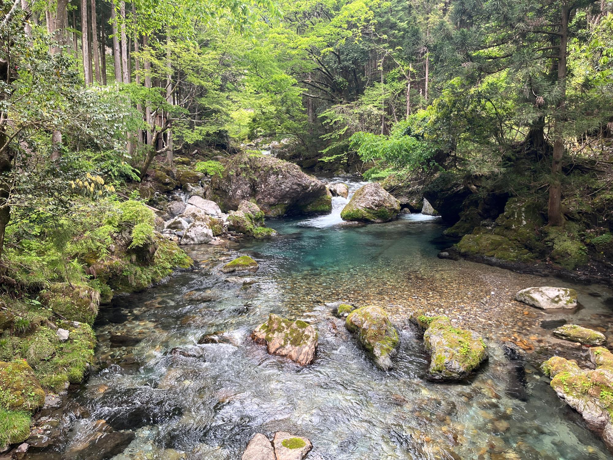 北山茶