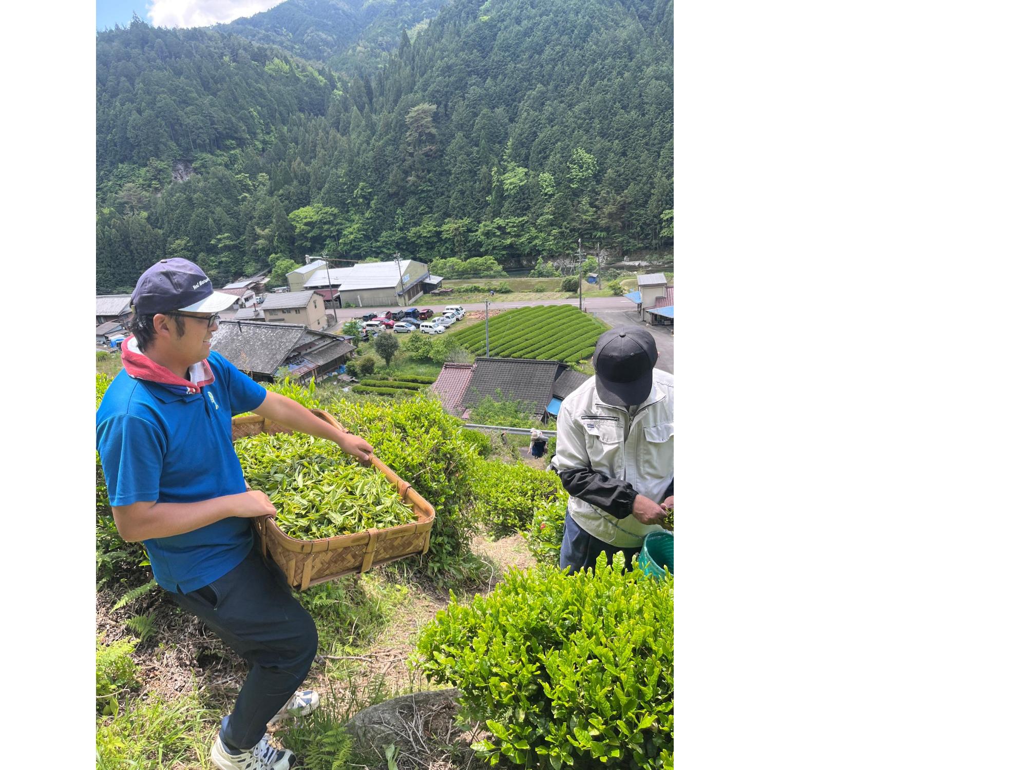 お茶