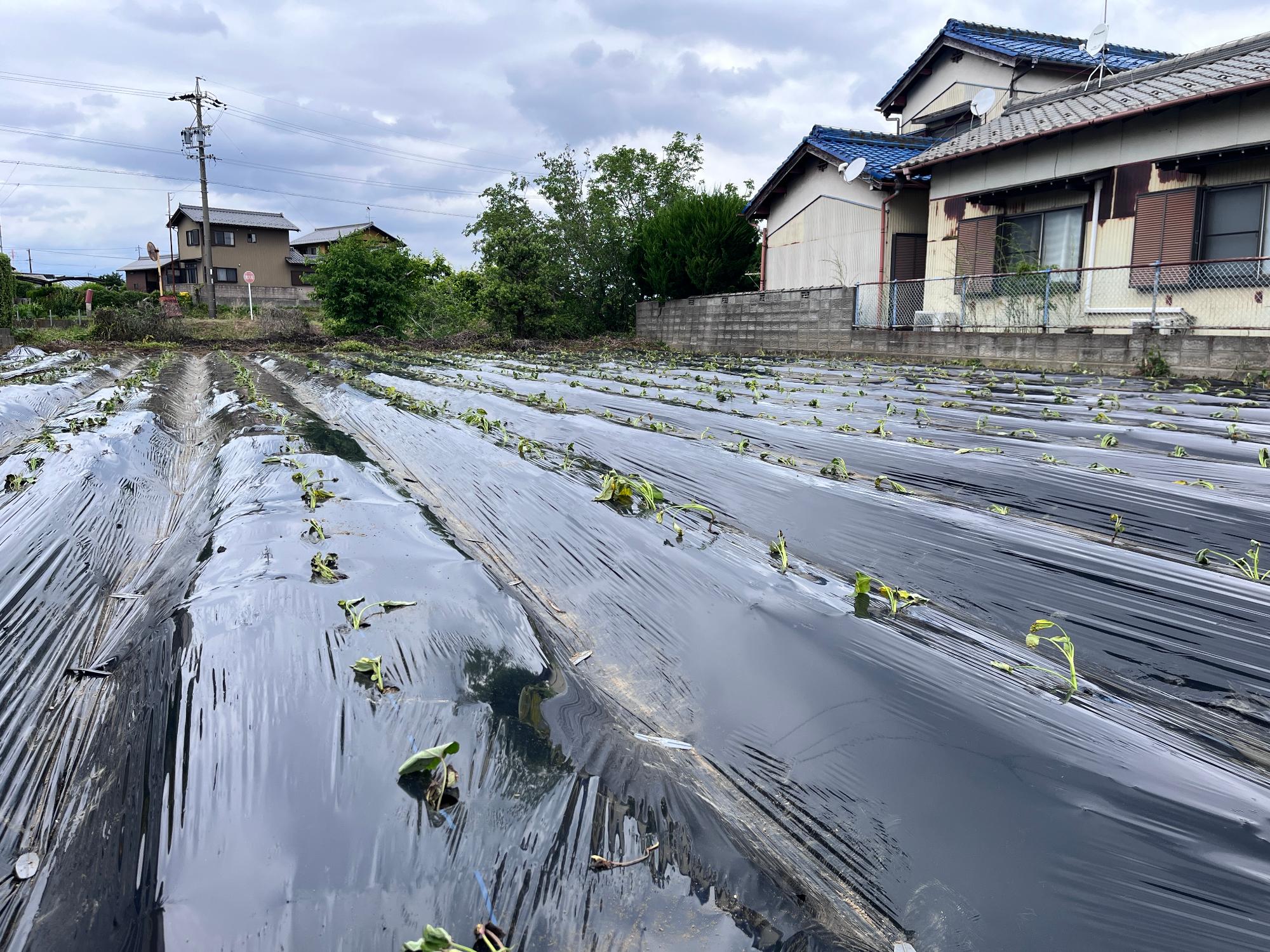 安八