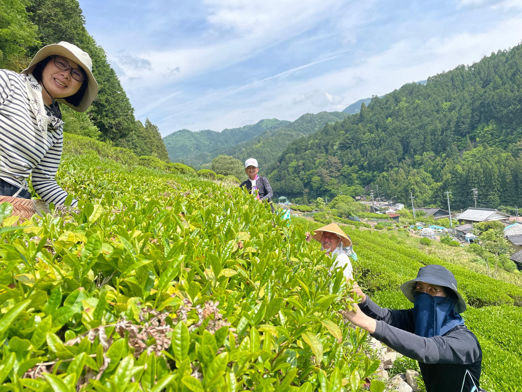茶摘み
