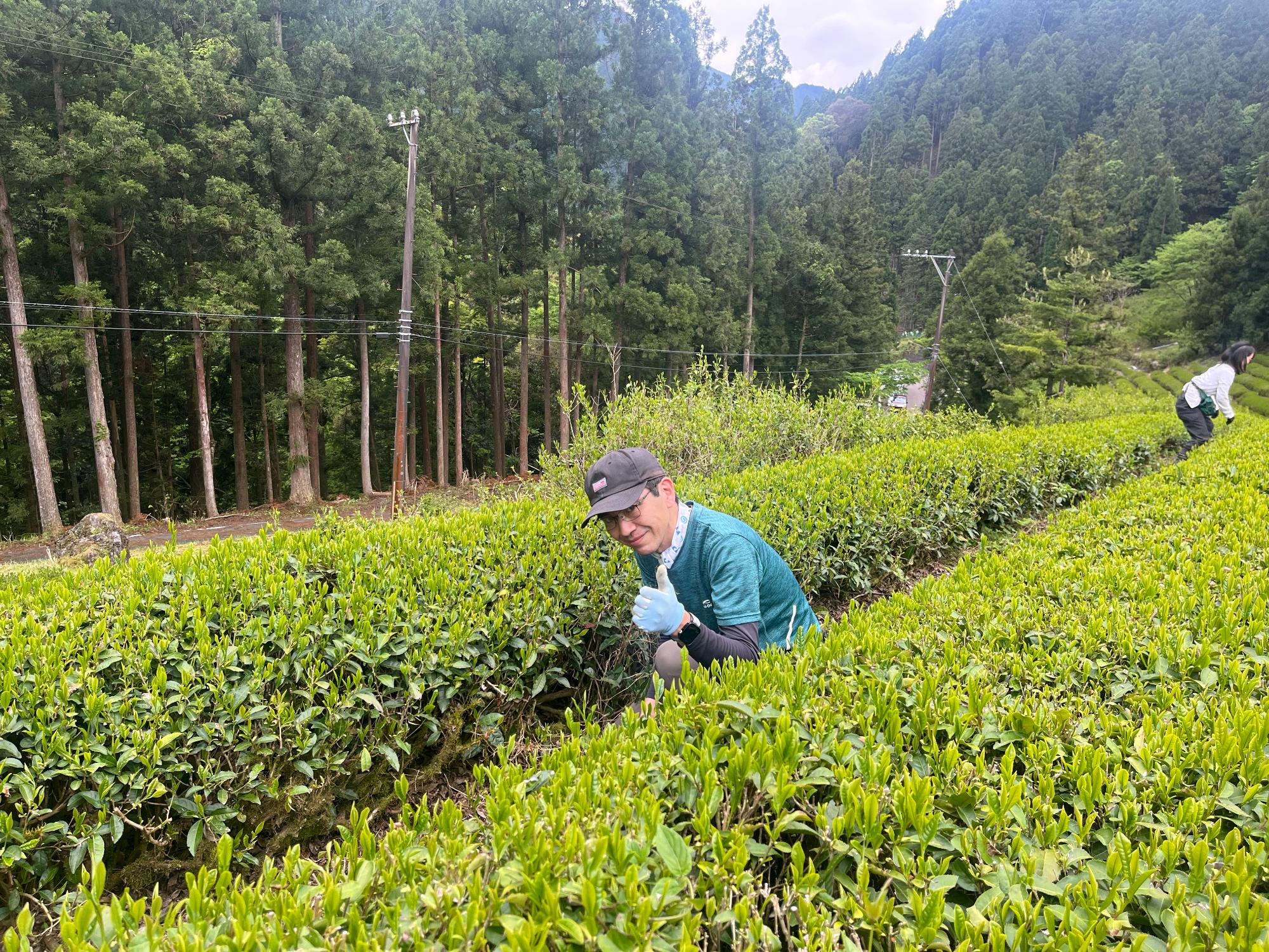 茶畑の除草