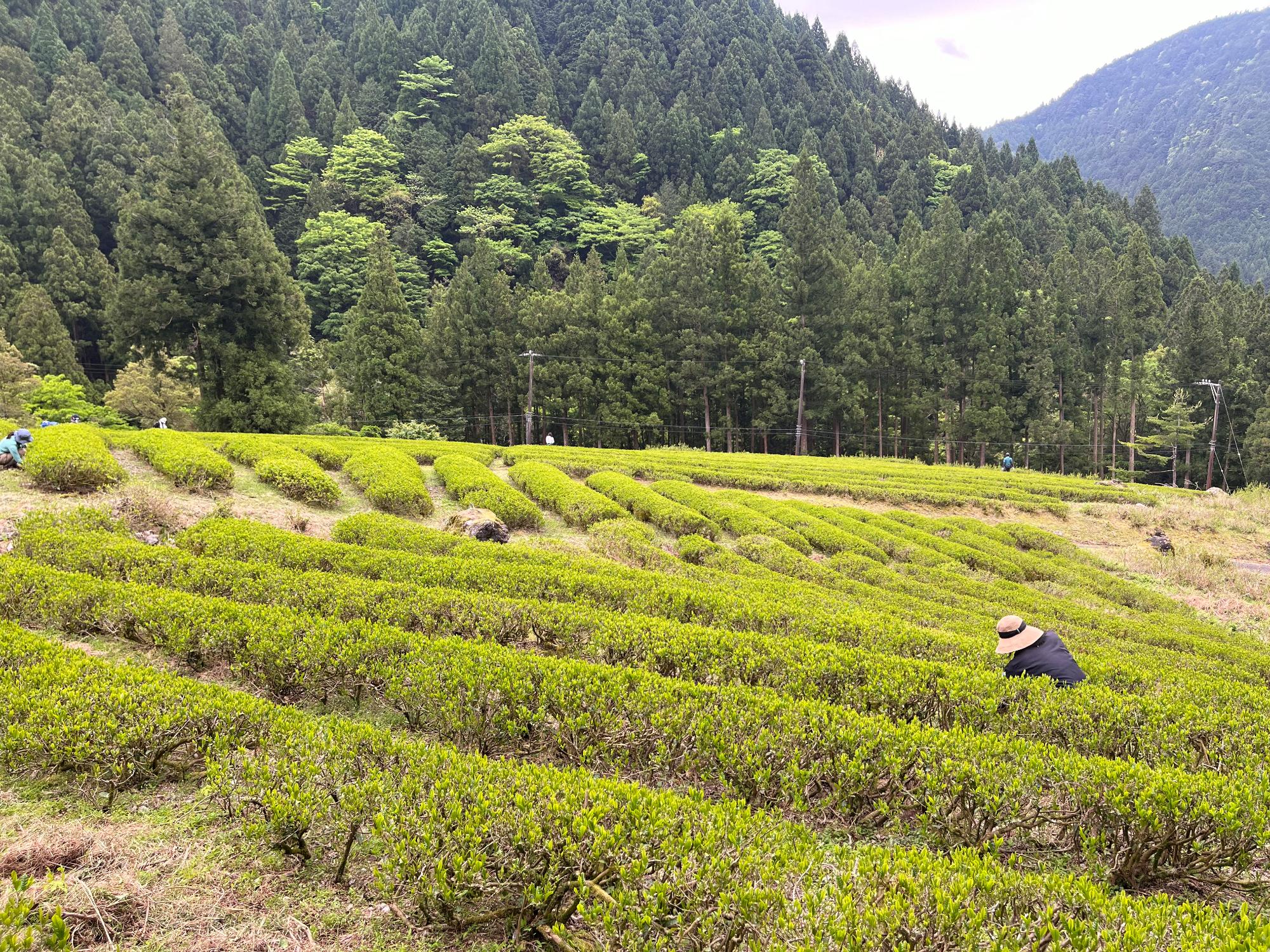 茶畑の除草