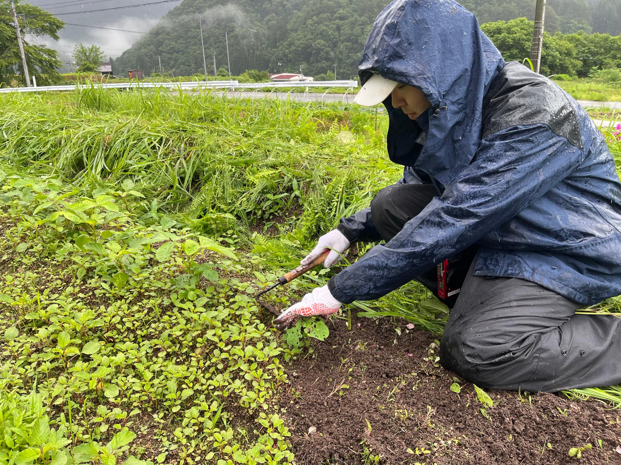 畑の草取り