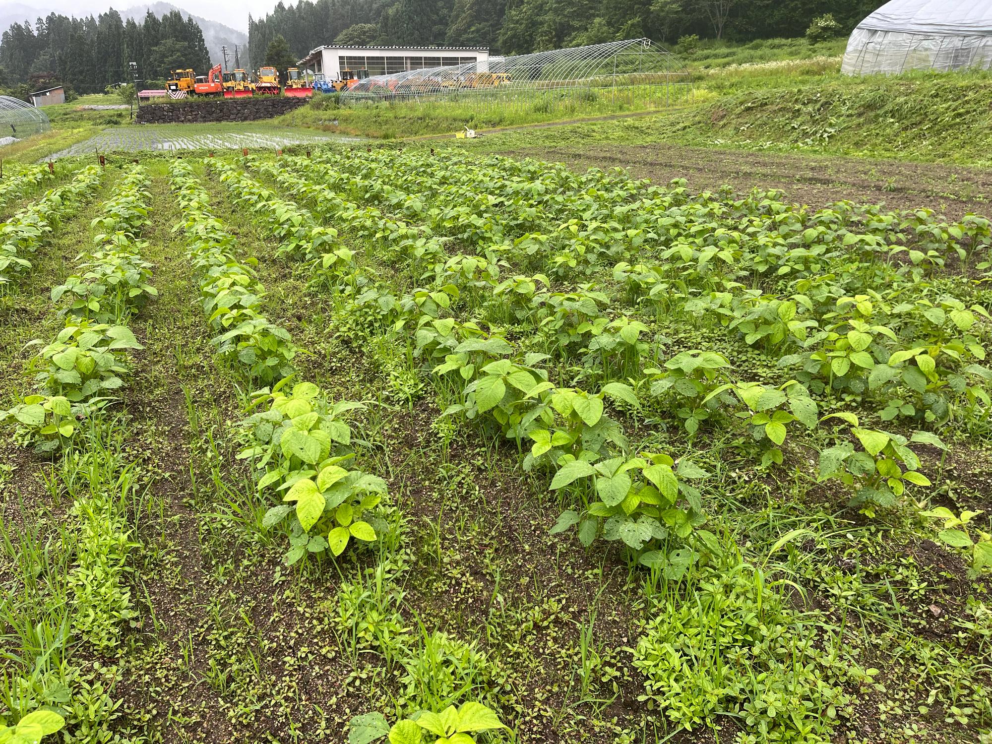 畑の草取り