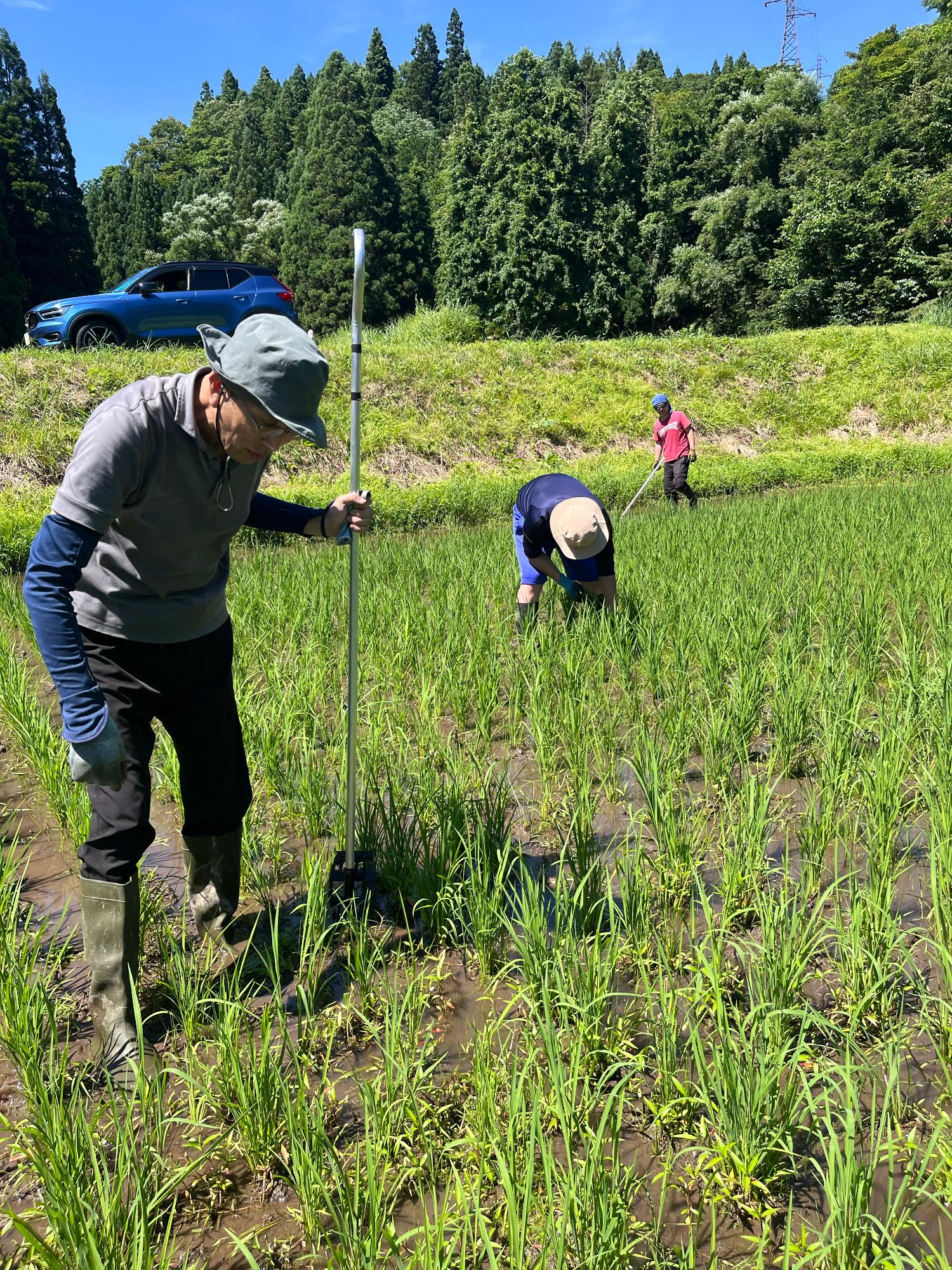 西洞田んぼ除草