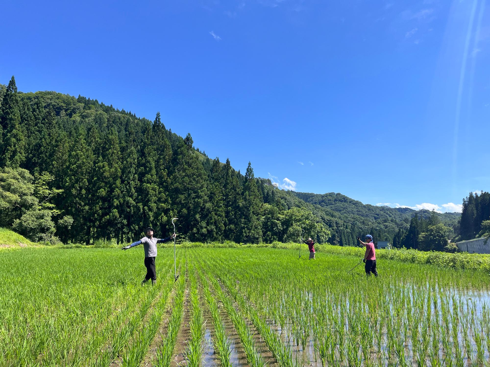 西洞田んぼ除草