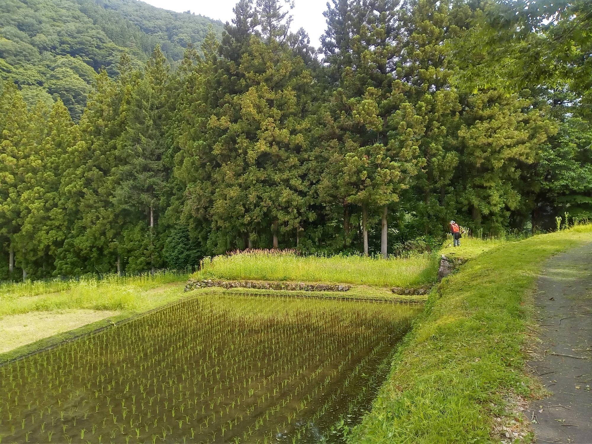 小保木